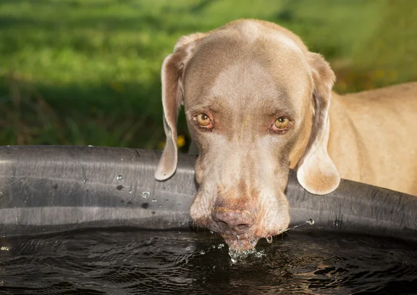 Weimaraner cão bebendo de um bebedouro de água de cavalo, salpicando água — Fotografia de Stock