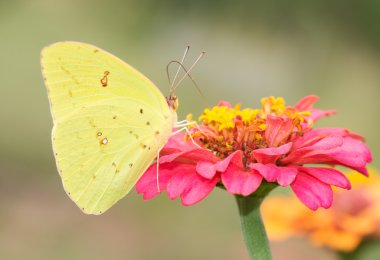 Kadın bulutsuz kükürt kelebek üzerinde sıcak bir pembe Zinnia besleme