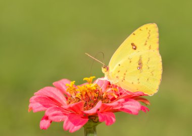 yeşil arka plana sahip bir pembe Zinnia çiçeği beslenirler güzel, parlak sarı kadın bulutsuz kükürt kelebek