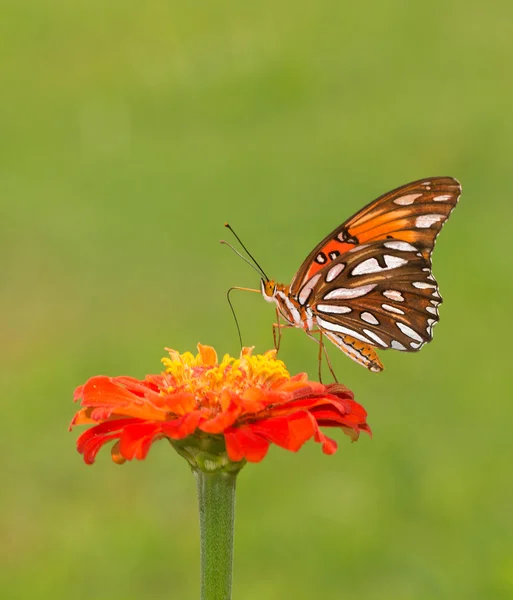 Beautiful Gulf Fritillary butterfly feeding on an orange Zinnia flower against green summer background — Stock Photo, Image