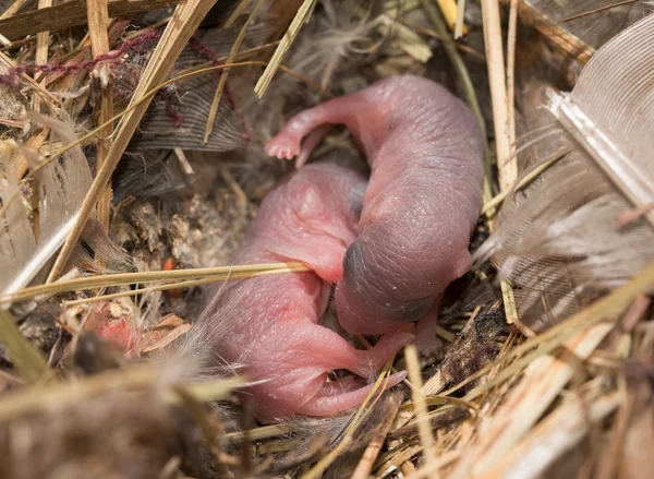 Deux bébés souris aveugles et sans poils dans un nid — Photo