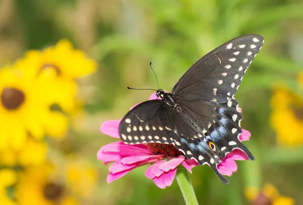 Siyah Swallowtail kelebek yaz bahçesinde çiçek beslenirler — Stok fotoğraf