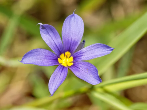 Zamknij się obraz – Blue eyed trawy, Sisyrinchium angustifolium kwiatów na wiosnę — Zdjęcie stockowe