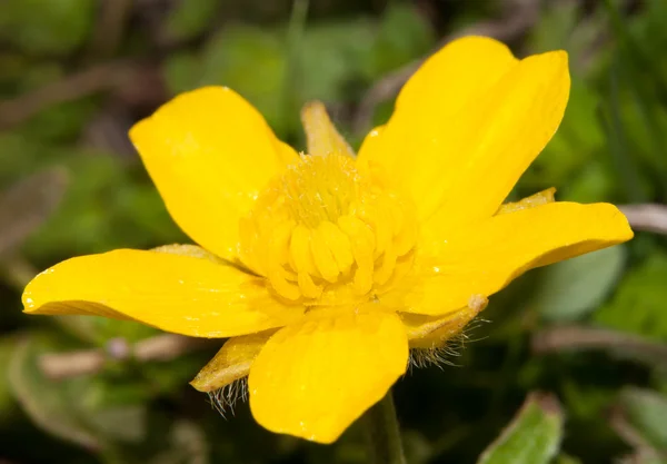 Primer plano de un Buttercup, flor de Ranunculus en primavera temprana —  Fotos de Stock