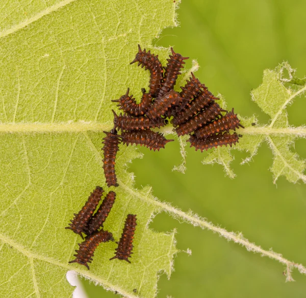 Группа молодых, маленьких гусениц Pipevine Swallowtail бабочка питается на листе виноградной лозы — стоковое фото