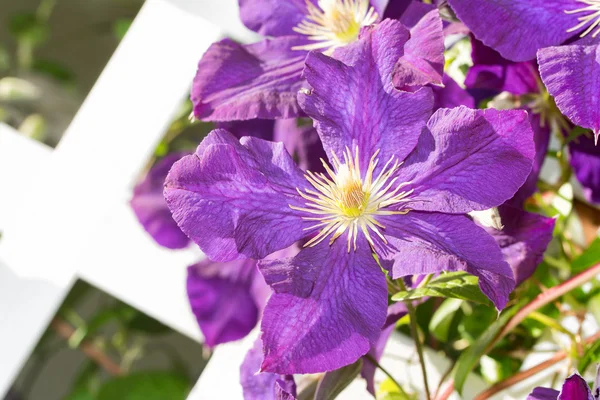 Primer plano de una profunda flor púrpura Clematis en un tablero de celosía blanca —  Fotos de Stock