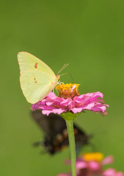 Kvinnliga molnfri svavel fjäril på en rosa Zinnia, med en annan fjäril i bakgrunden — Stockfoto