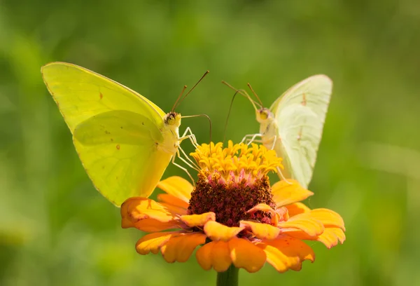 Manliga molnfri svavel fjäril utfodring på orange zinnia, med en kvinna på bakgrund delar samma blomman — Stockfoto