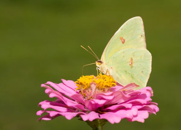 Zářivě žluté čisté síry motýlí krmení na růžové cínie — Stock fotografie