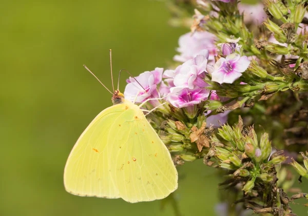 Papillon de soufre sans nuages se nourrissant d'une fleur de phlox rose — Photo