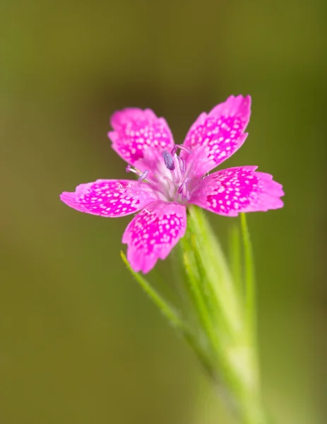 Tiny Deptford roze, een delicate wildflower — Stockfoto
