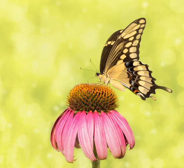 Marzycielski obraz olbrzymie Swallowtail motyl na Jeżówka — Zdjęcie stockowe