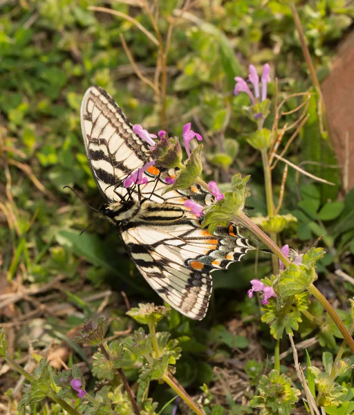 Farfalla Eastern Tiger Swallowtail che si nutre a testa in giù di minuscoli fiori comuni Henbit in primavera — Foto Stock