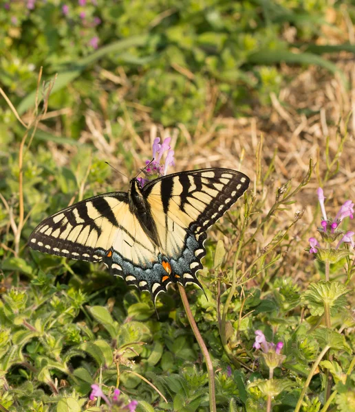 Eastern Tiger Swallowtail si nutrono di piccoli fiori rosa di henbit comune all'inizio della primavera — Foto Stock