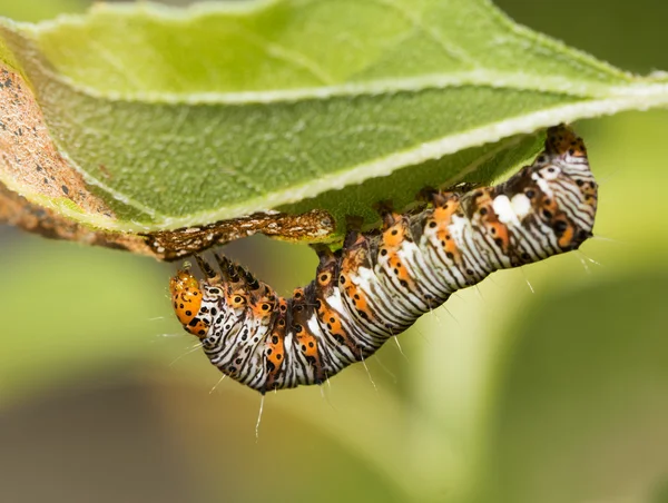 Nyolc foltos Erdész caterpillar — Stock Fotó