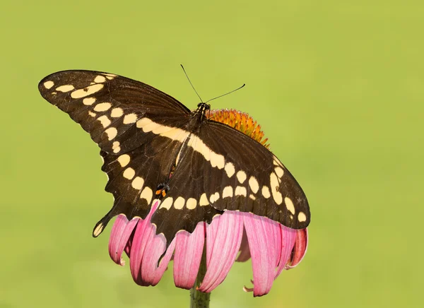 Postuluje olbrzymie Swallowtail motyl na Jeżówka, zielonym tle — Zdjęcie stockowe