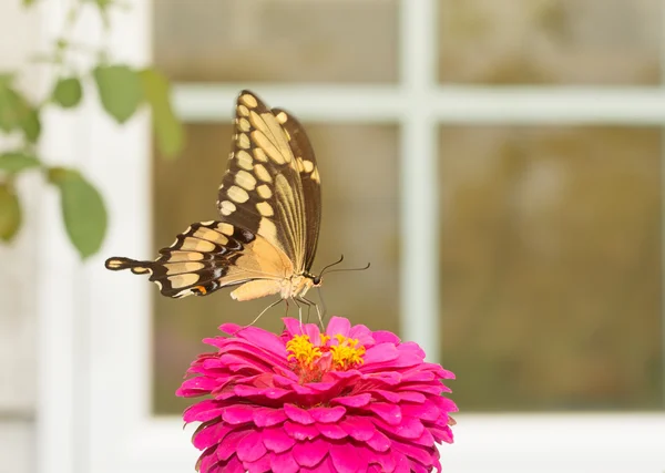 Borboleta de rabo de andorinha gigante alimentando-se de uma flor na frente de uma janela em um jardim de verão ensolarado — Fotografia de Stock