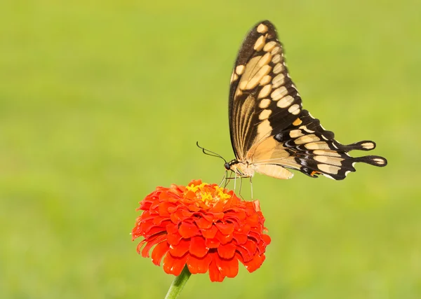 Obří motýl otakárek na oranžové cínie — Stock fotografie