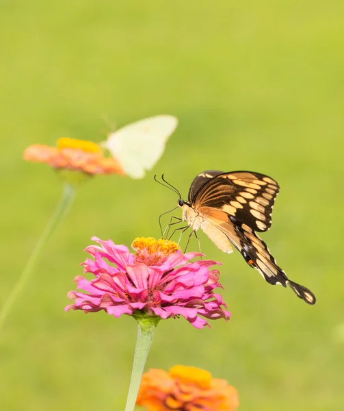 Dev Swallowtail kelebek Zinnia çiçeği üzerinde arka plan üzerinde başka bir kelebek ile besleme — Stok fotoğraf