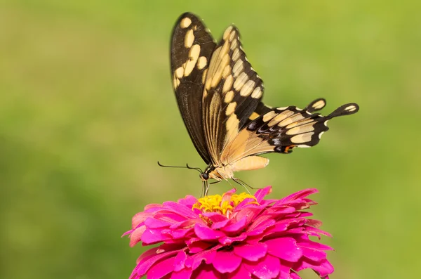 Γίγαντας Swallowtail σε ένα ροζ λουλούδι πράσινο φόντο — Φωτογραφία Αρχείου