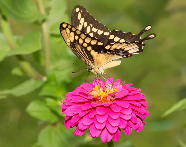 Brzusznej widzenia olbrzymie Swallowtail motyl karmienia na różowy kwiat — Zdjęcie stockowe