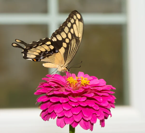 Cola de golondrina gigante sobre una flor rosa, enmarcado por una ventana en el fondo — Foto de Stock