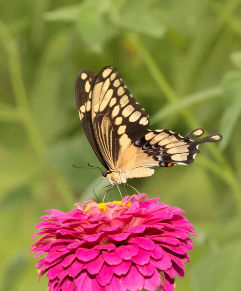 Πολύχρωμο γίγαντας Swallowtail σε ένα σκούρο ροζ λουλούδι Zinnia — Φωτογραφία Αρχείου