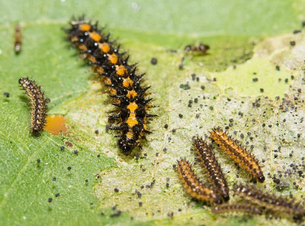 Gorgone Checkerspot pillangó caterpillar etetés a napraforgó levél — Stock Fotó