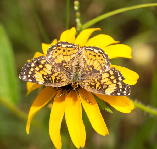 Gorgone Checkerspot motýl krmení na zářivě žluté černooká Zuzana květina v létě — Stock fotografie