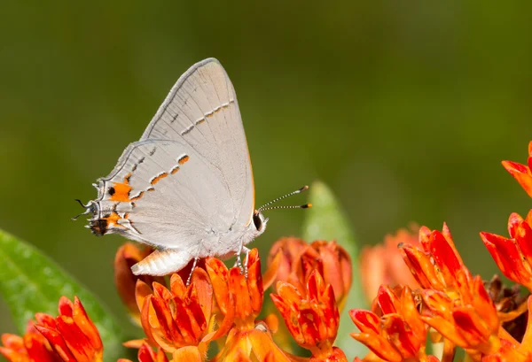 Schöner, winziger grauer Haarstreifen-Schmetterling, der auf einem orangefarbenen Schmetterling ruht — Stockfoto