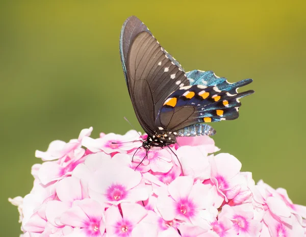 Vista ventral de uma borboleta de rabo de andorinha verde alimentando-se de flores de Phlox rosa-claras — Fotografia de Stock