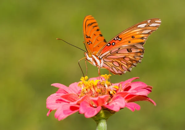 Hermosa mariposa fritillaria del Golfo en un Zinnia rosa con fondo verde de verano —  Fotos de Stock