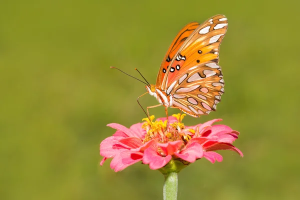 Papillon fritillaire du Golfe orange, noir et argent se nourrissant d'une fleur dans un jardin d'été — Photo