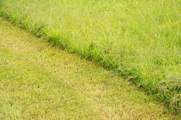 Diagonal line separating cut and uncut grass — Stock Photo, Image