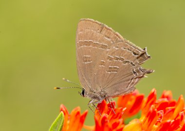 Satyrium caryaevorus, bir portakal Butterflyweed besleme Hickory hairstreak kelebek