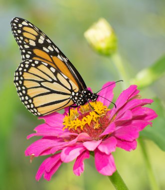 Monarch kelebek pembe Zinnia çiçeği yaz bahçesinde beslenirler