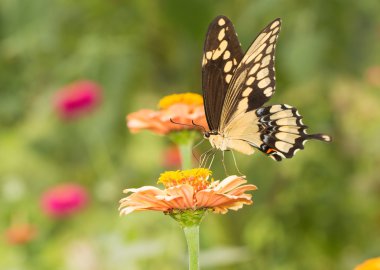 Güzel dev Swallowtail kelebek yaz bahçesinde