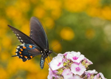 Pipevine Swallowtail kelebek zemin üzerine Sarı çiçekli yaz bahçesinde hafif pembe Phlox beslenirler