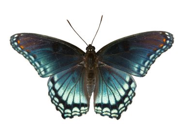 Kırmızı benekli mor Amiral, Limenitis Artemis astyanax, üzerinde beyaz izole güzel mavi kelebek