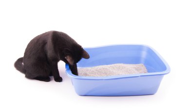Kara kedi onu çöp kutusunda, beyaz kum ile oynamak