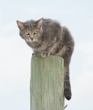 Mavi tekir kedi çit sonrası üstüne arıyorsunuz bir şeyden korkuyor
