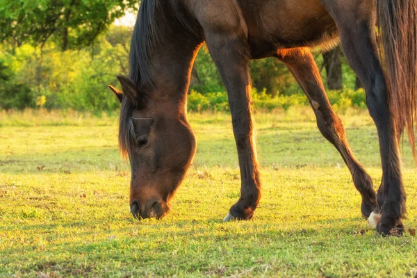 Dunkelbraunes arabisches Pferd knabbert an Frühlingsgras in der sanften Spätnachmittagssonne — Stockfoto