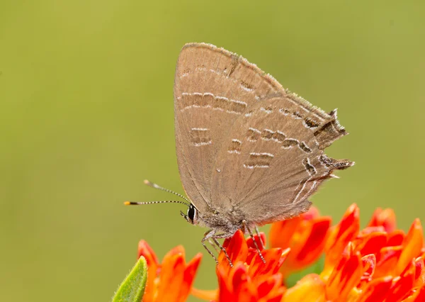 Satyrium caryaevorus, Porte-queue papillon se nourrissant d'une asclépiade orange — Photo