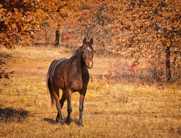 Caballo árabe de bahía oscura caminando en pastos soleados de otoño, con ligera viñeta — Foto de Stock