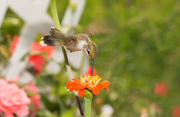 Beija-flor rubi-garganta pairando sobre uma flor de laranja à procura de néctar, em um jardim de verão ensolarado — Fotografia de Stock