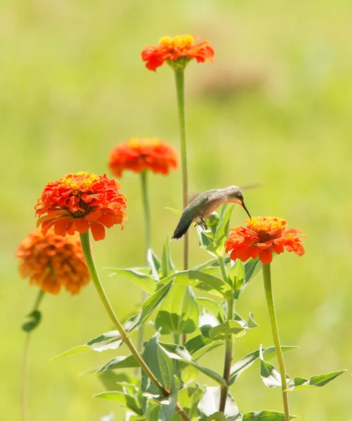 Zinnia flores em um jardim de verão ensolarado com um beija-flor alimentando-se de um deles — Fotografia de Stock