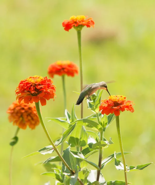 Zinnia blüht in einem sonnigen Sommergarten mit einem Kolibri, der sich von einem davon ernährt — Stockfoto