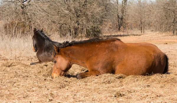 Two horses lying down asleep in sunshine in winter pasture — Stock Photo, Image
