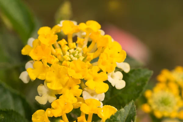 Limon sarısı Lantana çiçek küme — Stok fotoğraf