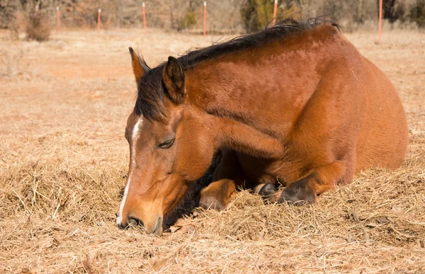 Cheval de baie rouge dormant sur le foin dans les pâturages d'hiver par une journée ensoleillée — Photo